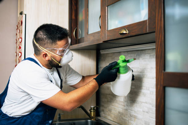 Wasp Removal Services in Bethany, MO