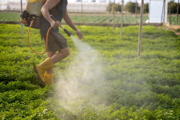 Best Wasp Removal Services  in Bethany, MO