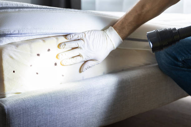 Best Flea Control Services  in Bethany, MO